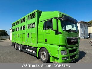 牲畜运输车 MAN TGX 26.480 XL KABA 3 Stock Vollalu